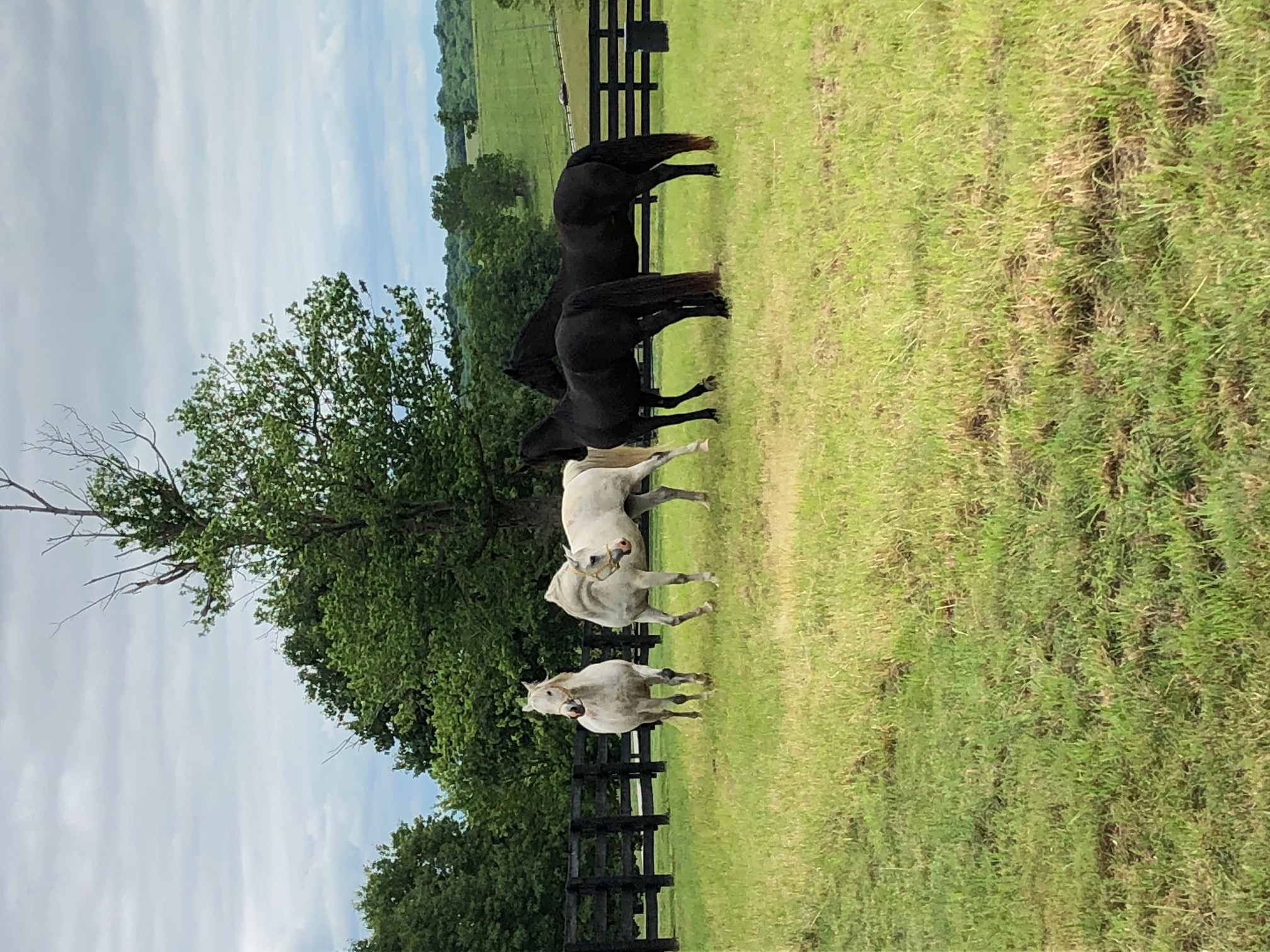 OVERNIGHT HORSE BOARDING