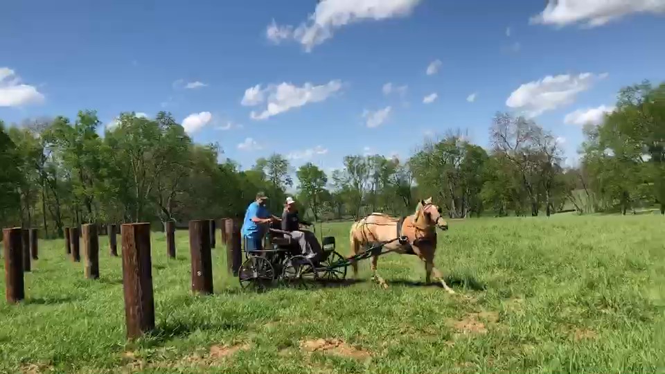 HORSE TRAINING FACILITY